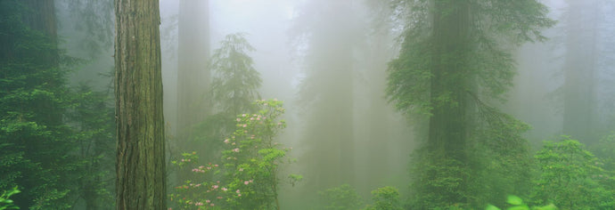Fog Lady Bird Johnson Grove CA