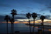 Silhouette of palm trees on the beach, San Clemente, Orange County, California, USA