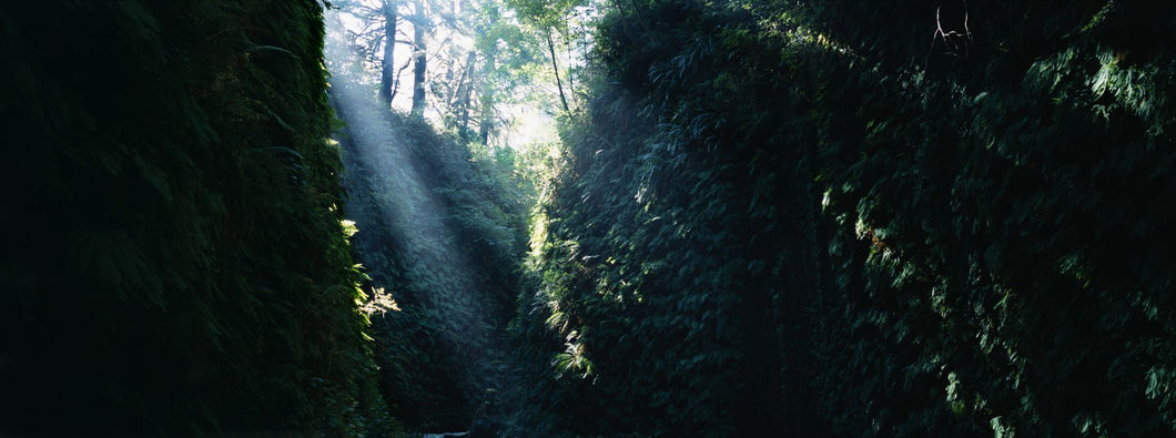 Sun beam in a canyon, Fern Canyon, Prairie Creek State Park, California, USA