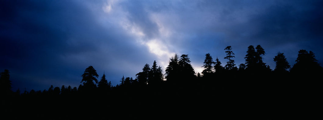 Silhouette of trees at dusk, Prairie Creek Redwoods State Park, Redwood National Park, California, USA
