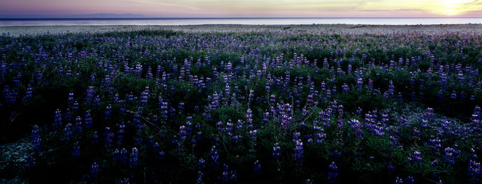 Wildflowers at the coast, Portuguese Bend, Palos Verdes, California, USA