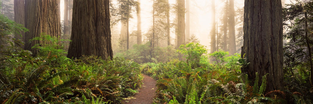 Redwood trees in a forest, Redwood National Park, California, USA