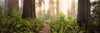 Redwood trees in a forest, Redwood National Park, California, USA