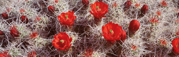Close-up of cactus flowers, Joshua Tree National Monument, California, USA