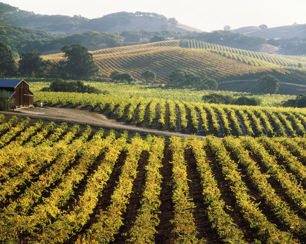 Vineyard at Domaine Carneros Winery, Sonoma Valley, California, USA