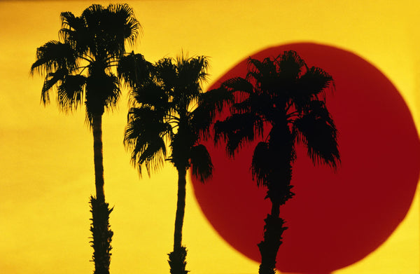 1990s 3 SILHOUETTED PALM TREES AGAINST YELLOW SKY WITH BIG RED SUN