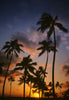 SILHOUETTED TROPICAL PALM TREES SUNSET HAWAII