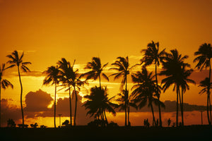 SILHOUETTED PALM TREES IN ORANGE YELLOW SUNSET ALA MOANA PARK HAWAII