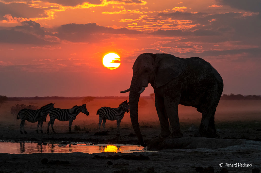 At The Waterhole, Kalahari Desert, Botswana