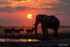 At The Waterhole, Kalahari Desert, Botswana
