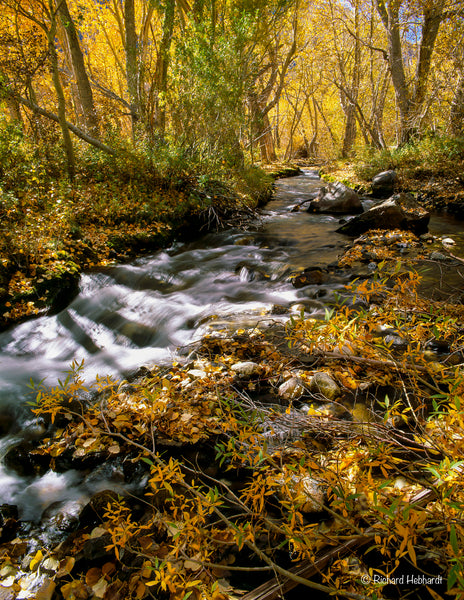 Autumn, McGee Creek, E. Sierra Nevada Mtns., CA