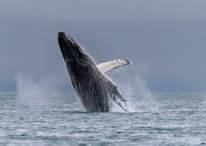 Breaching Humpback Whale, Stephens Passage, SE Alaska