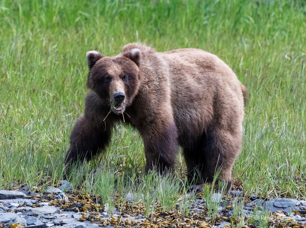 Brown Bear, Glacier Bay NP, Alaska