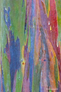 Colorful Bark, Rainbow Eucalyptus, Kauai, HI
