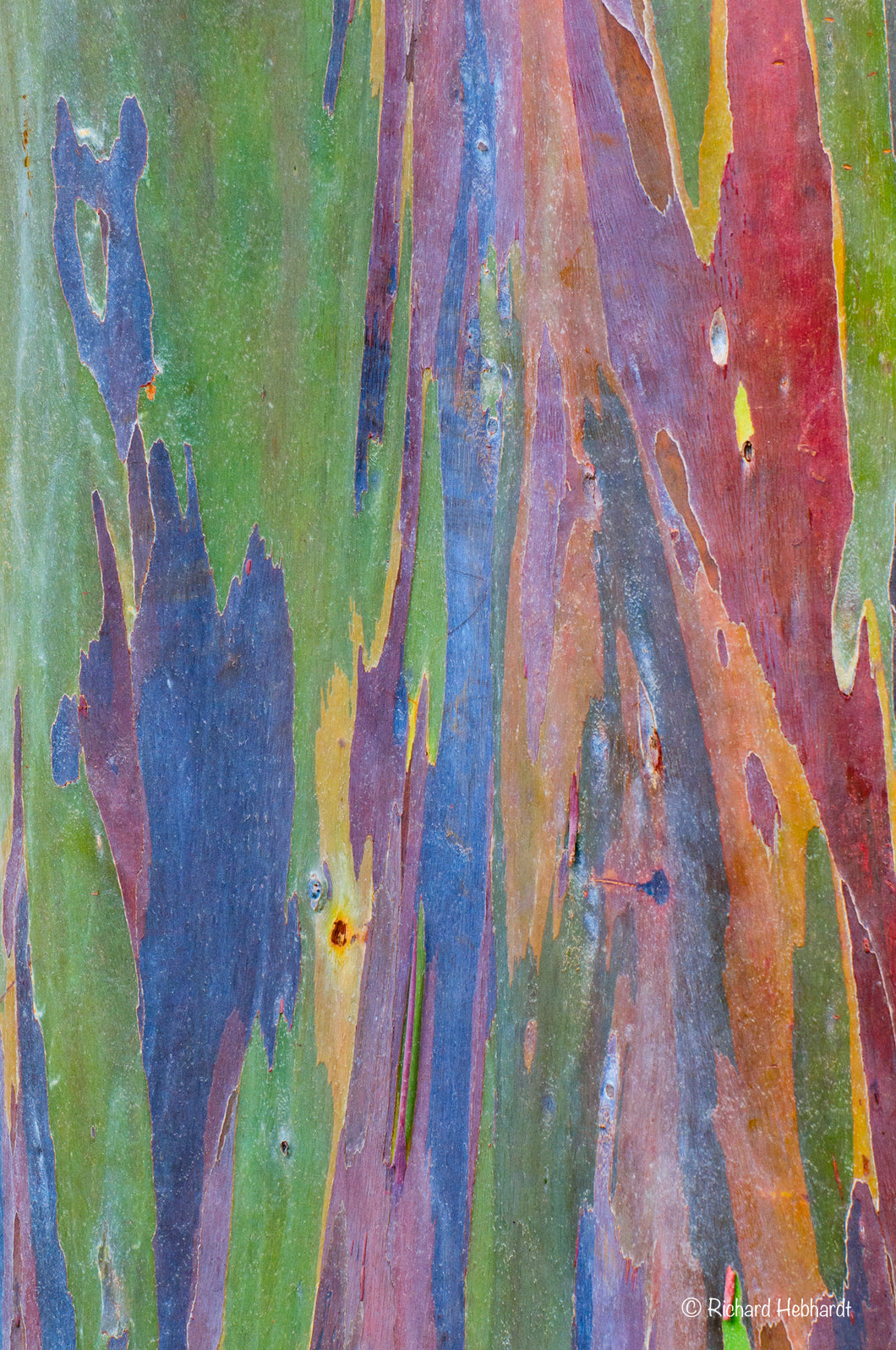 Colorful Bark, Rainbow Eucalyptus, Kauai, HI