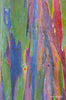Colorful Bark, Rainbow Eucalyptus, Kauai, HI
