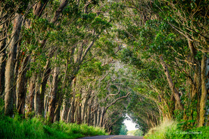Eucalyptus Tree Tunnel, Kauai, HI