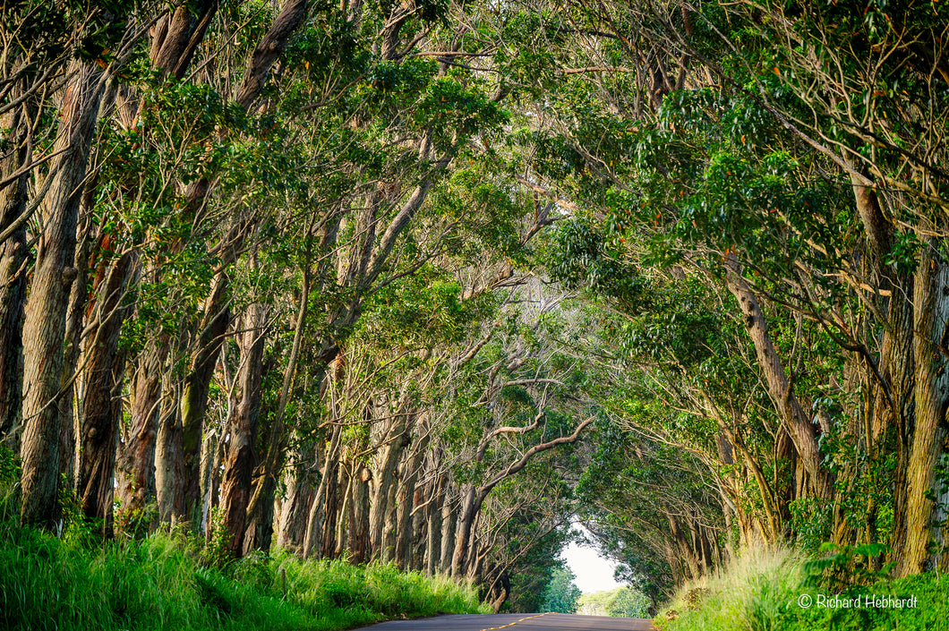 Eucalyptus Tree Tunnel, Kauai, HI