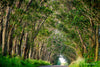 Eucalyptus Tree Tunnel, Kauai, HI