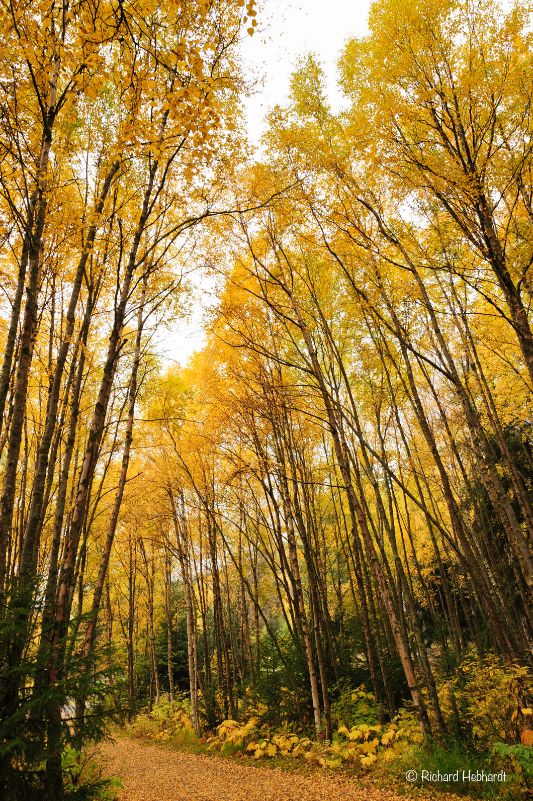 Fall Scene, Cook Inlet, Southcentral Alaska