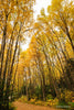 Fall Scene, Cook Inlet, Southcentral Alaska