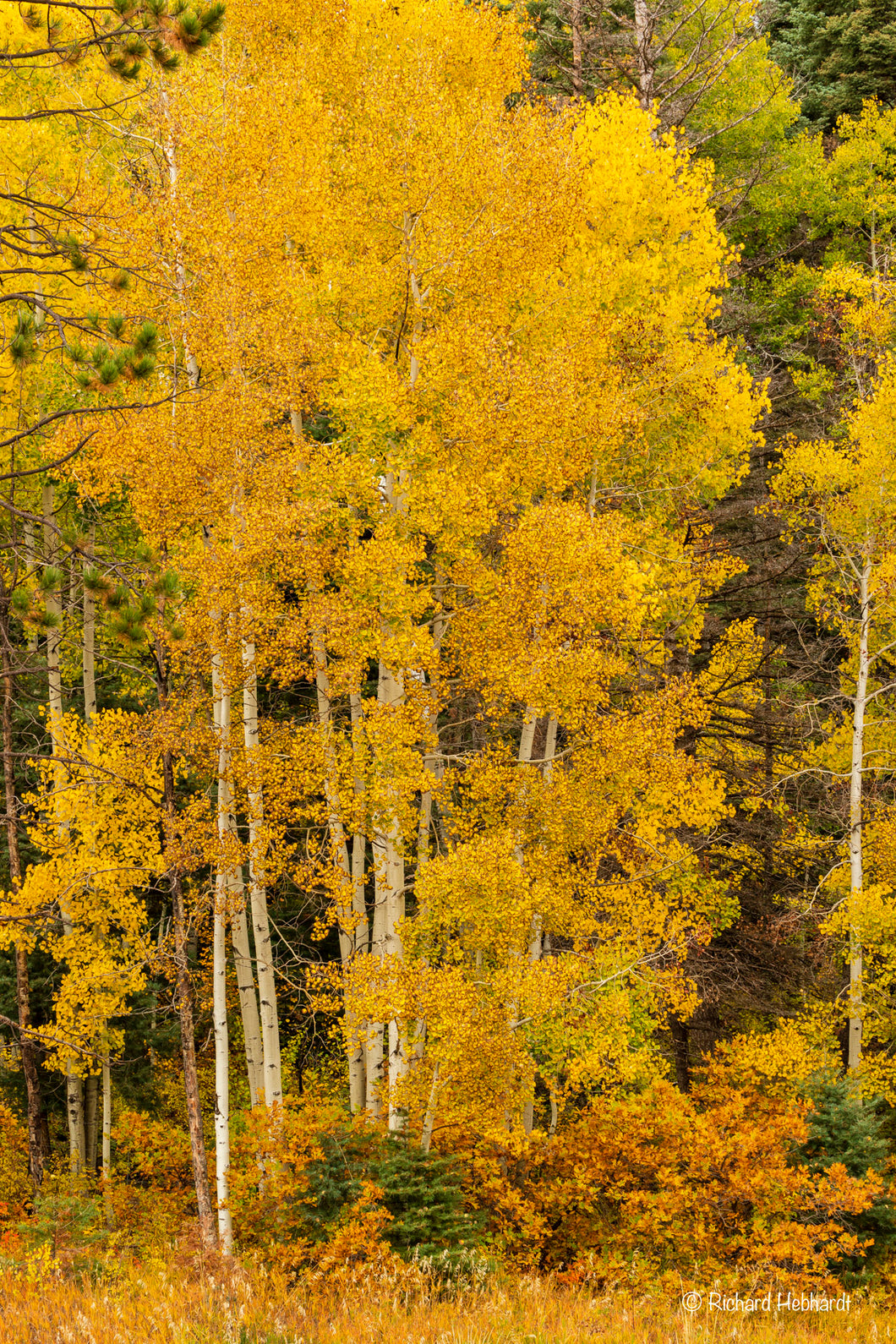 Golden Aspens, Taos Mtns., NM
