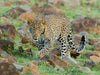 Leopard & Cub, Masai Mara, Kenya