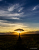 Lone Acacia At Sunset, Masai Mara, Kenya