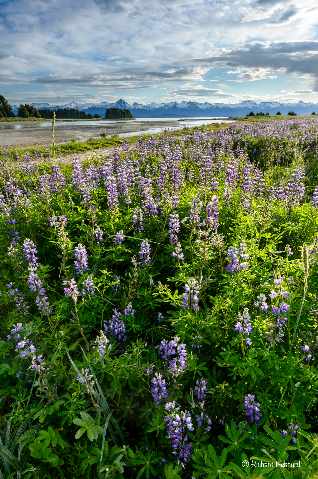 Lupine Field, Eagle River, SE Alaska