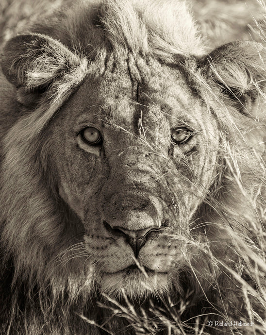 Male Lion On Approach, Kalahari Desert, Botswana