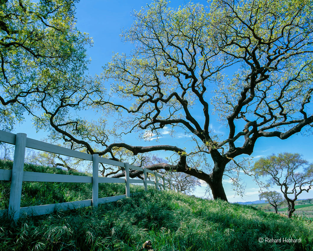 Oaks & Fence, Santa Ynez Valley, CA