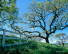 Oaks & Fence, Santa Ynez Valley, CA