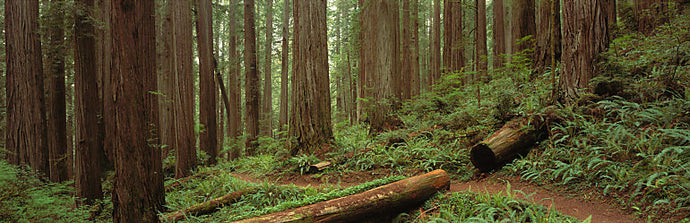 Lush Forest With Path, Jedediah Smith State Park, California, USA