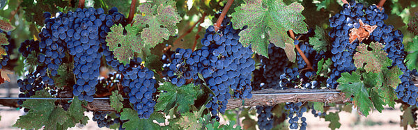 USA, California, Napa Valley, grapes
