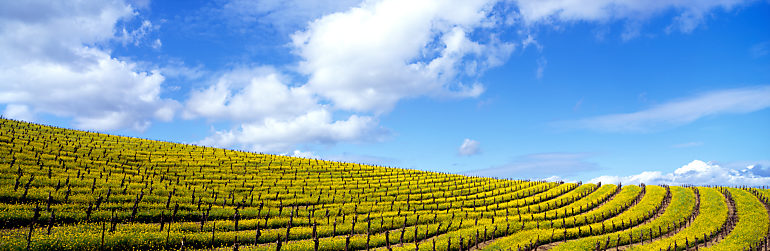 Mustard Fields, Napa Valley, California, USA