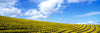 Mustard Fields, Napa Valley, California, USA